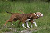 AMSTAFF  PUPPIES 176